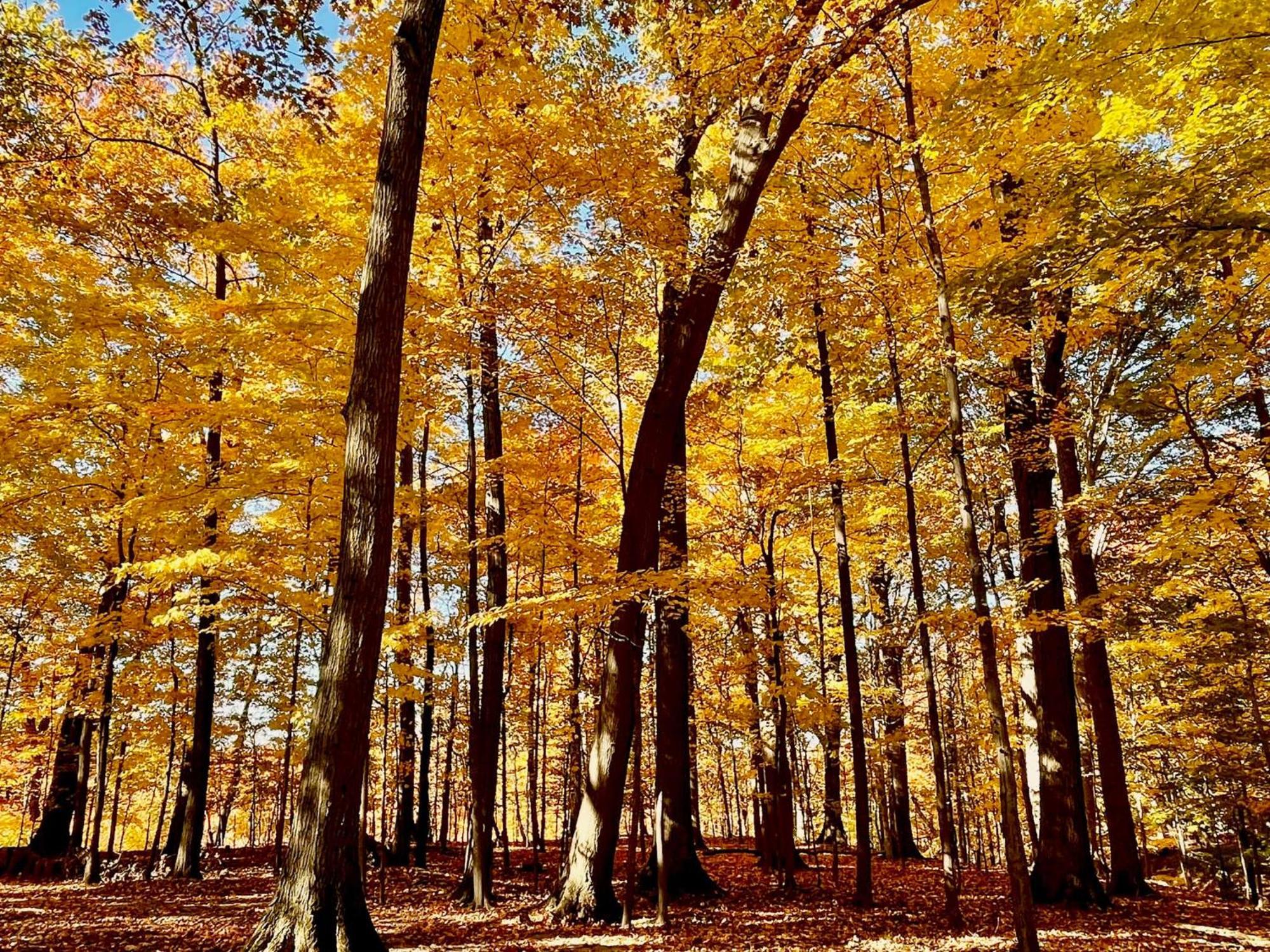 Log Cabin - Natures Oasis - Fire Pit & Gazebo 클리블랜드 외부 사진